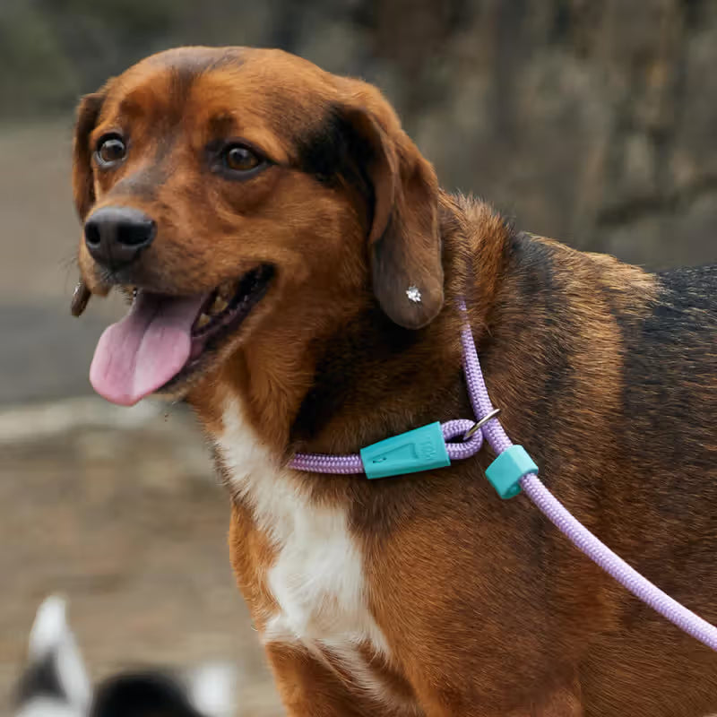 TOH Trela em Corda com Laço Ajustável Lilás para Cão - Dog lead