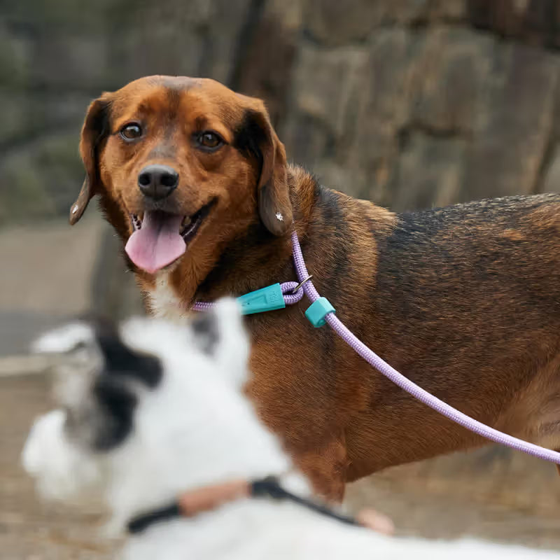 TOH Trela em Corda com Laço Ajustável Lilás para Cão - Dog lead
