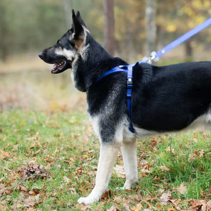 Duvo Plus Explor Classic Azul - Trela para cão
