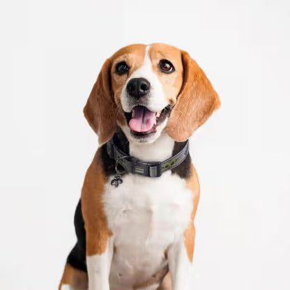 Disney & Warner Bros Star Wars - Coleira para cão