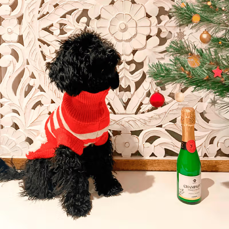 Yogupet - Christmas box for dogs