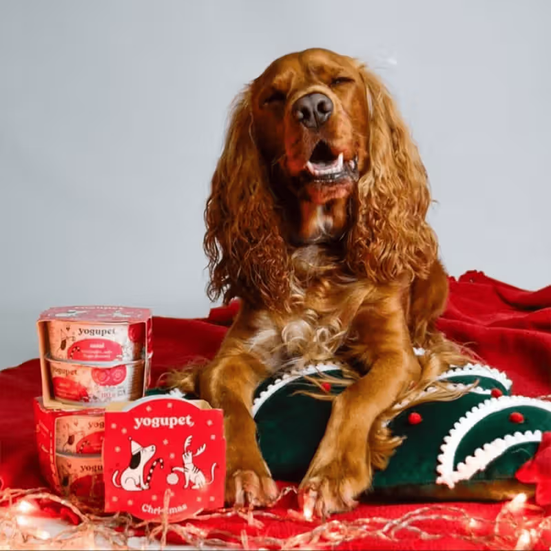 Yogupet - Christmas box for dogs