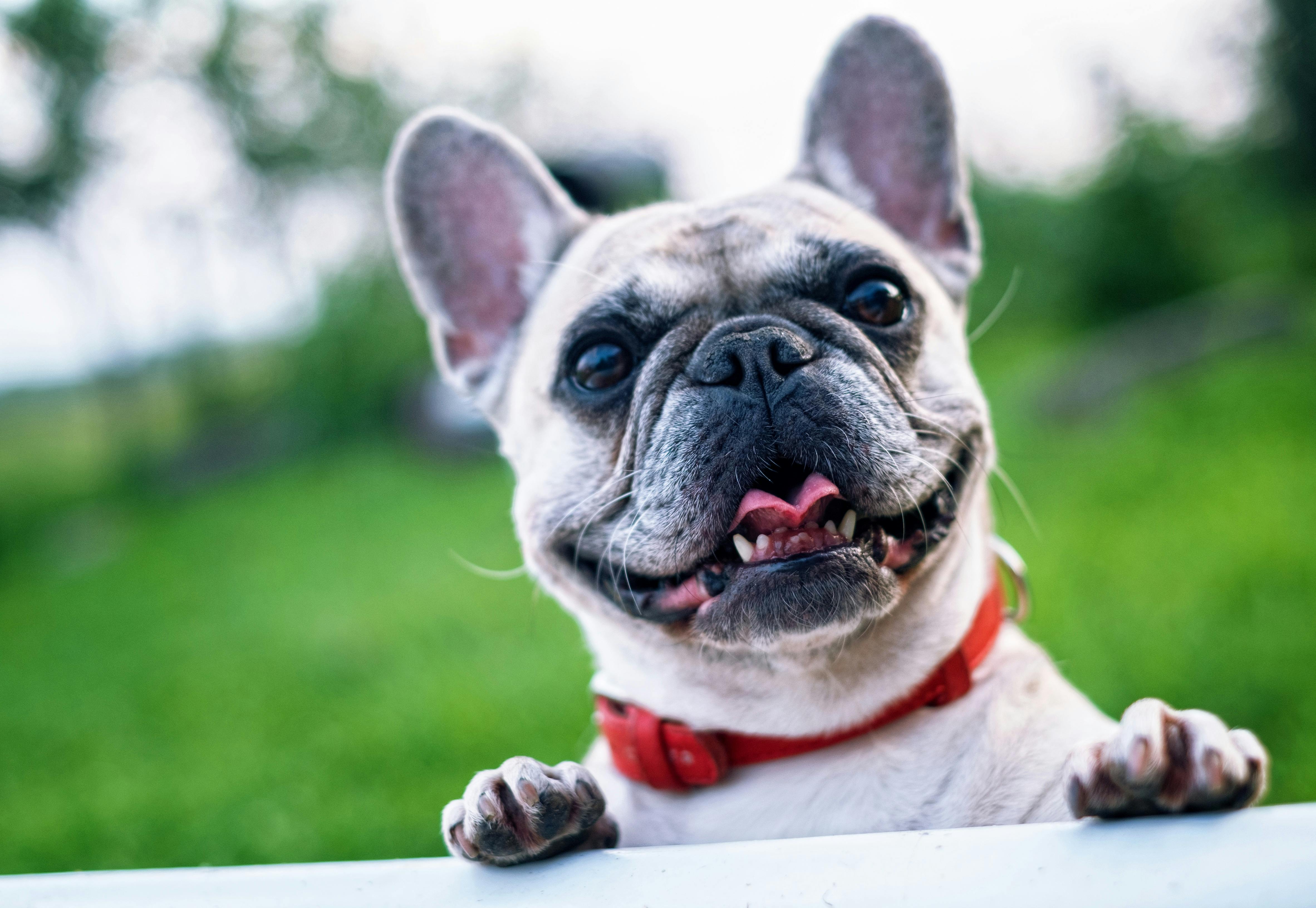Example pet analysis - French Bulldog