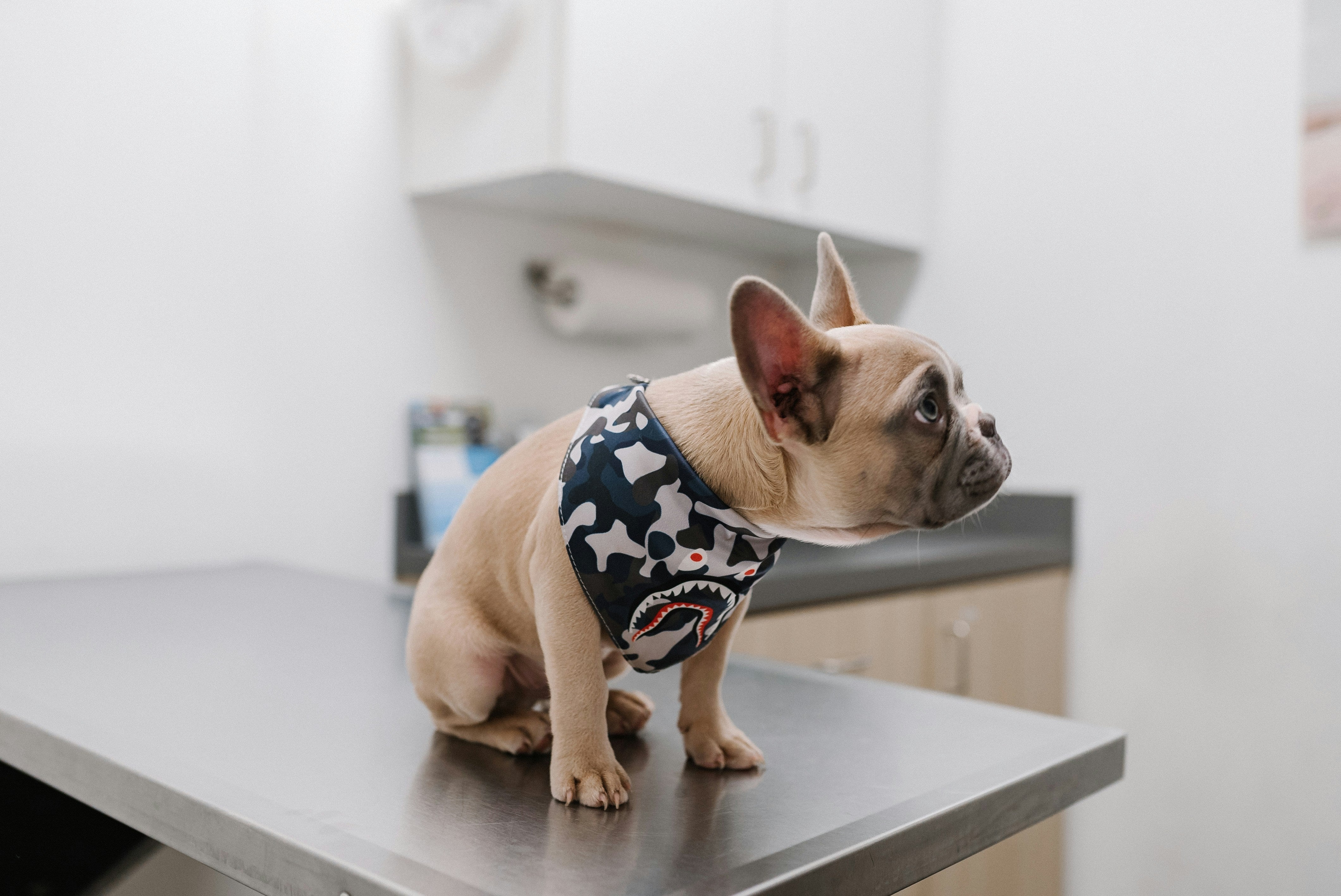 Feito À Medida Pelos Nossos Veterinários